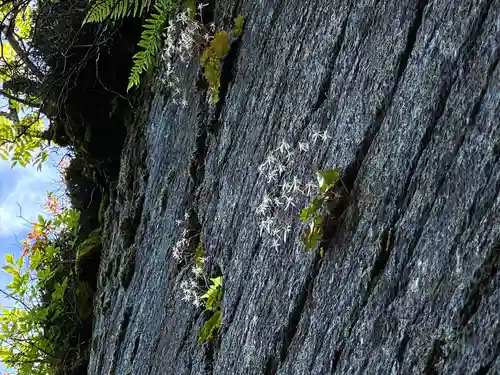 山家神社奥宮の自然