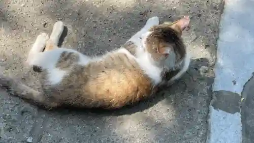 山寺千手院の動物