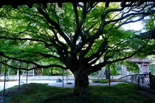 千如寺大悲王院の庭園