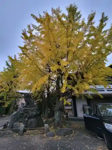 河原町稲荷神社の自然
