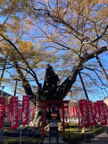 秩父今宮神社(埼玉県)
