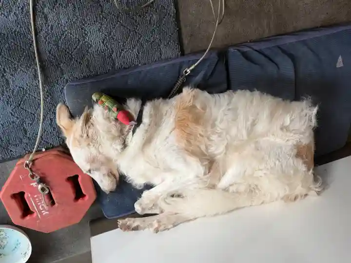 圓應寺(福岡県)