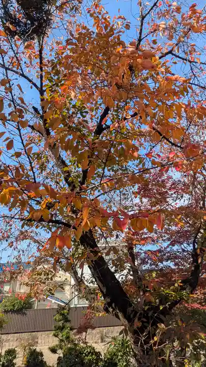 墨染寺(桜寺)(京都府)