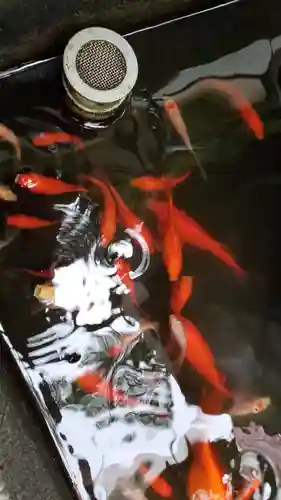 翁稲荷社の動物