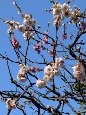 布多天神社(東京都)