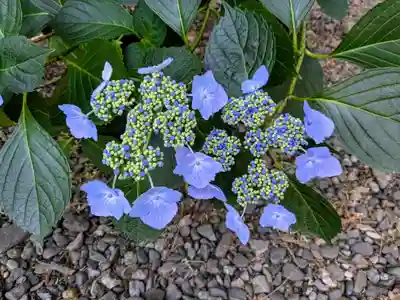 琴似神社(北海道)