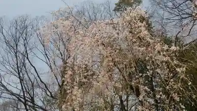 賀茂御祖神社（下鴨神社）(京都府)