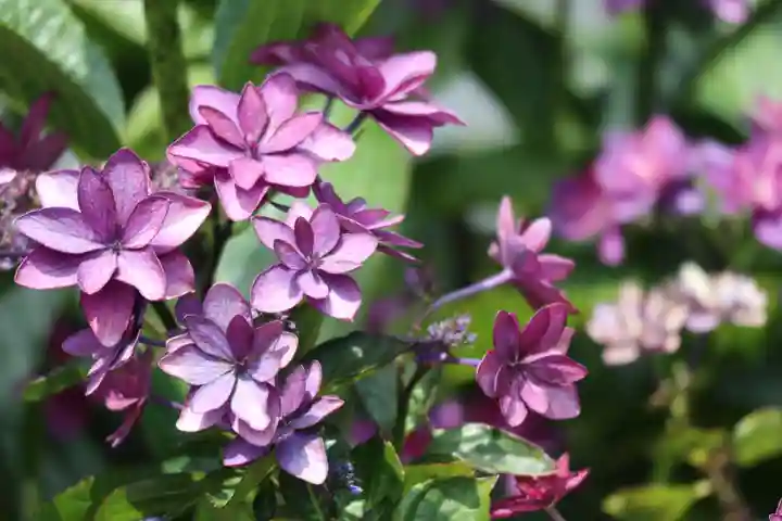 柳谷観音 楊谷寺の自然