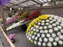 亀戸天神社の自然