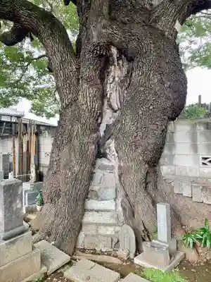 感應寺(東京都)