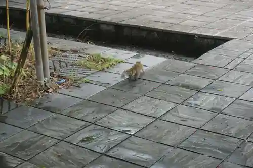 橿森神社の動物