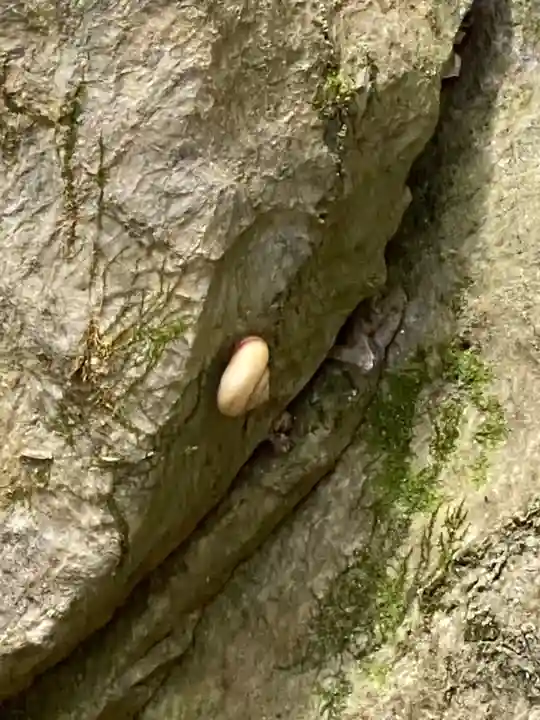 出雲大神宮の動物