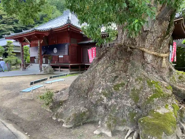 観音寺(香川県)