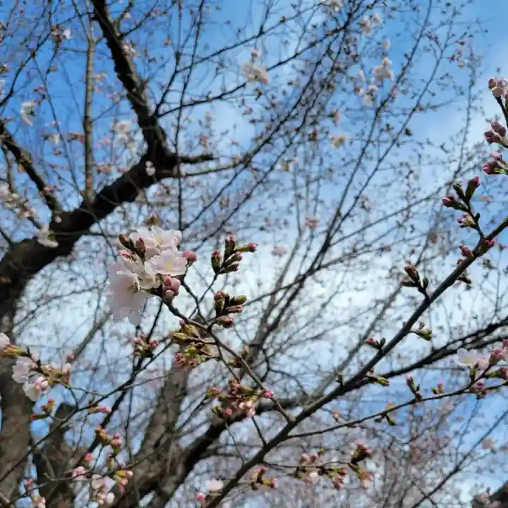 伏木香取神社の自然