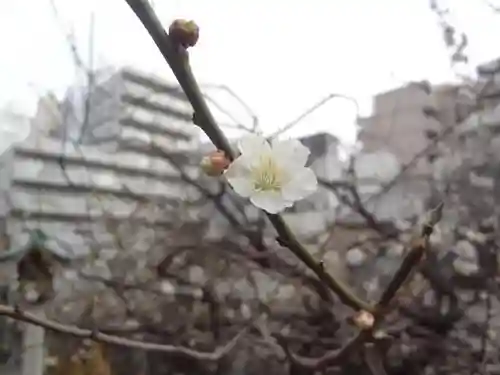 湯島天満宮の自然