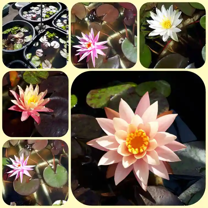 極楽山 浄土寺の自然