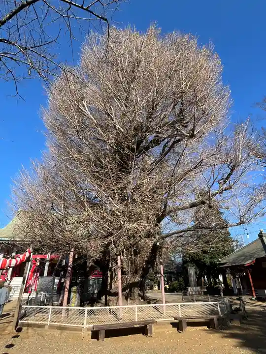 千葉寺(千葉県)