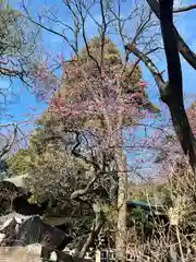 深大寺(東京都)