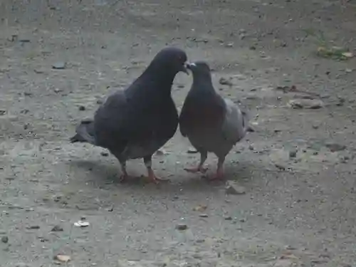 若宮八幡宮 の動物
