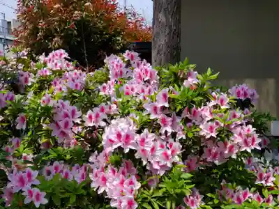 西長洲八幡神社の自然