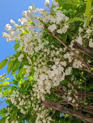西院春日神社(京都府)