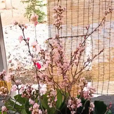彌彦神社　(伊夜日子神社)の手水舎
