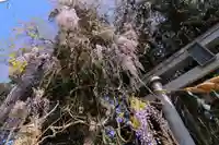 春日神社の景色