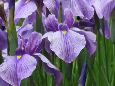 明治神宮(東京都)