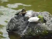 三嶋大社の動物