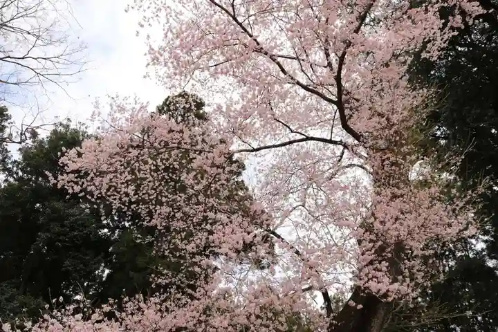 菅布禰神社の自然