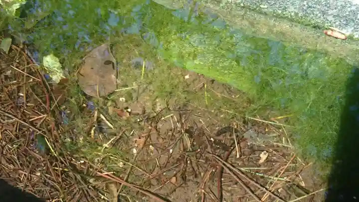 馬橋稲荷神社の自然