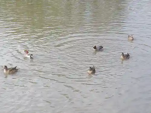 鶴岡八幡宮の動物