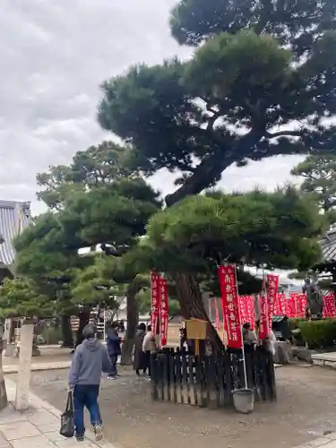 葛井寺(大阪府)