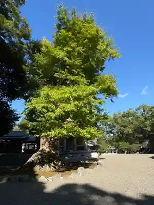 安房神社(千葉県)