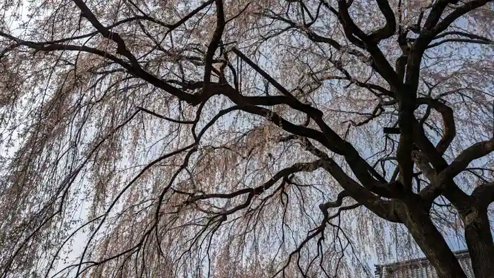 本満寺(本願満足寺)(京都府)