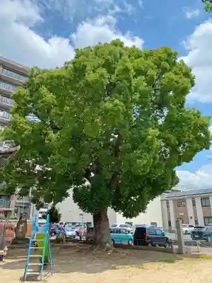 大津神社の自然