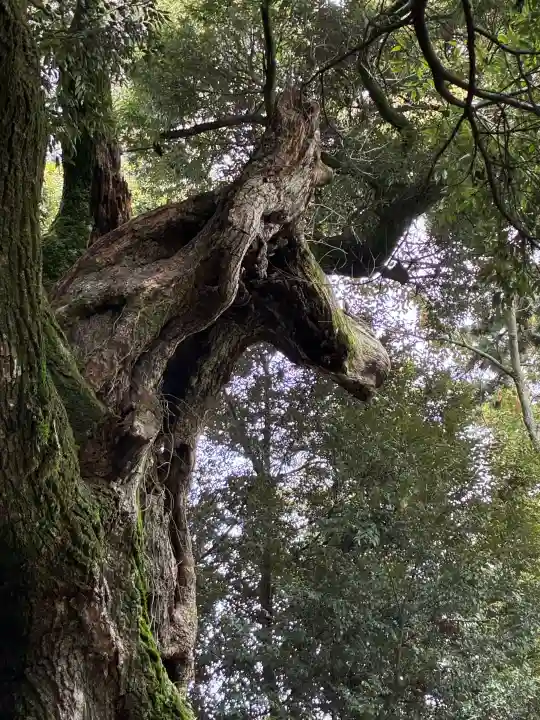 大杉神社の{uncategorized: "未分類", other: "その他", undefined: "問題あり", building: "その他建物", grave: "お墓", sacred_gate: "鳥居", guardian: "狛犬", statue: "像", buddha: "仏像", history: "歴史", nature: "自然", garden: "庭園", animal: "動物", pagoda: "塔", temizu: "手水舎", mountain_gate: "山門・神門", sanctuary: "本殿・本堂", subordinate: "末社・摂社", art: "芸術", scenery: "景色", jizo: "地蔵", ema: "絵馬", goshuin: "御朱印", omikuji: "おみくじ", items: "授与品その他", amulet: "お守り", goshuincho: "御朱印帳", eats: "食事", festival: "お祭り", votive_dance: "神楽", shichigosan: "七五三参", wedding: "結婚式", experience: "体験その他", initially: "初詣", around: "周辺", anti_infection: "感染症対策"}