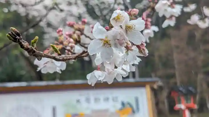 大原野神社(京都府)