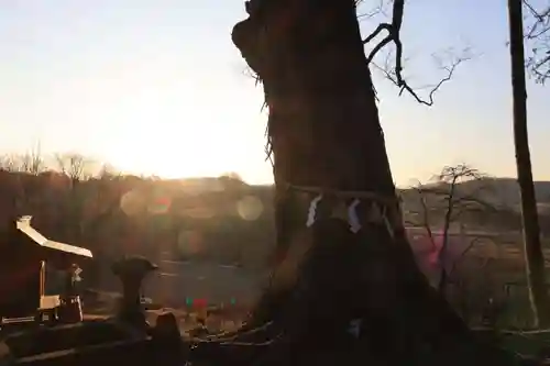 阿久津「田村神社」（郡山市阿久津町）旧社名：伊豆箱根三嶋三社の景色