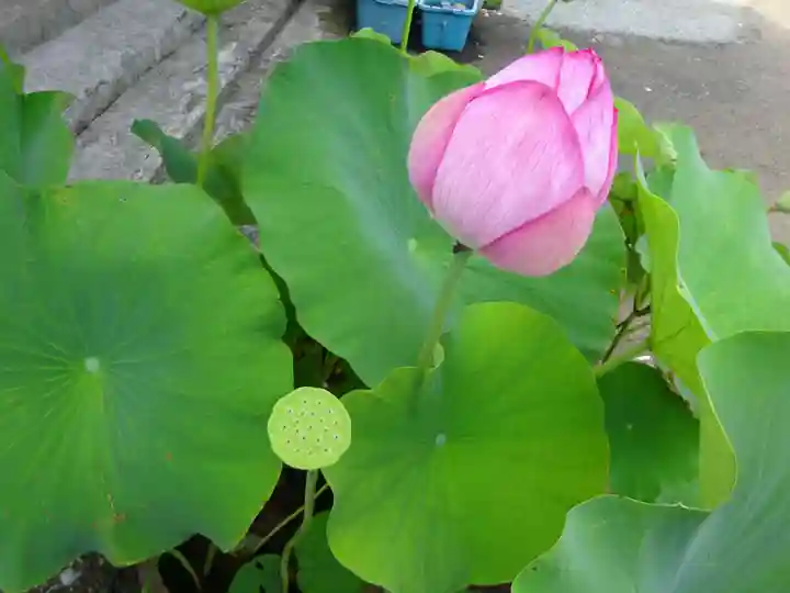 伊勢原 法泉寺の自然