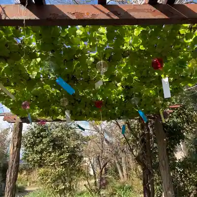 般若寺 ❁﻿コスモス寺❁(奈良県)