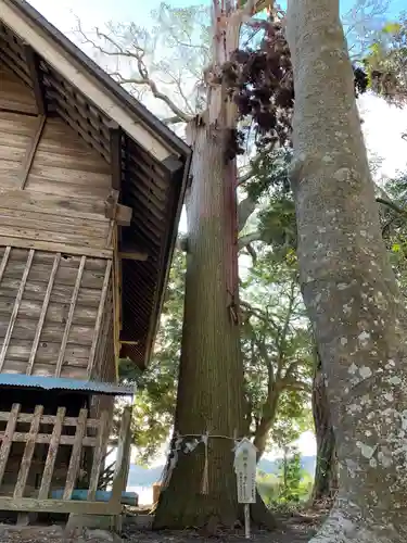 莫越山神社の自然