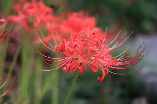開成山大神宮の庭園