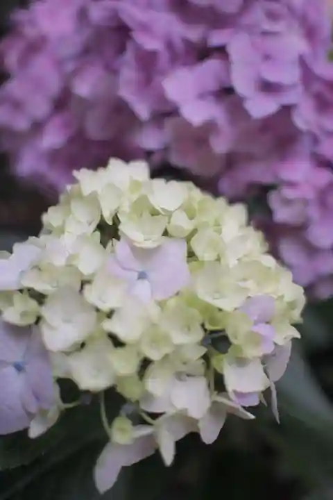 越ヶ谷久伊豆神社の自然