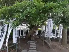 龍口明神社(神奈川県)