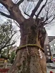 大國魂神社(東京都)