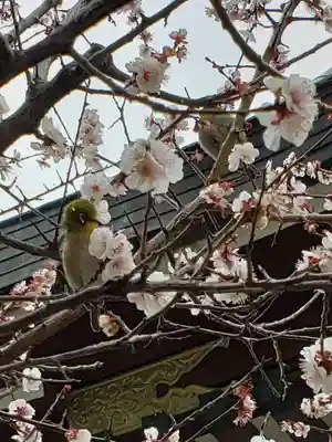 諏訪神社(東京都)