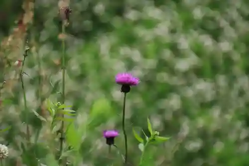 大六天麻王神社の自然