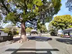 日吉浅間神社(静岡県)