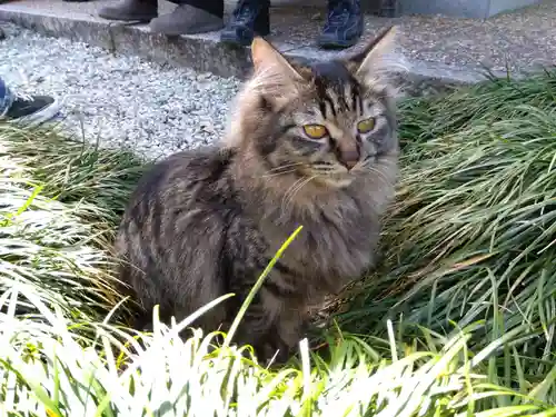 御誕生寺（猫寺）の動物